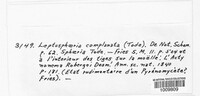 Calophoma complanata image